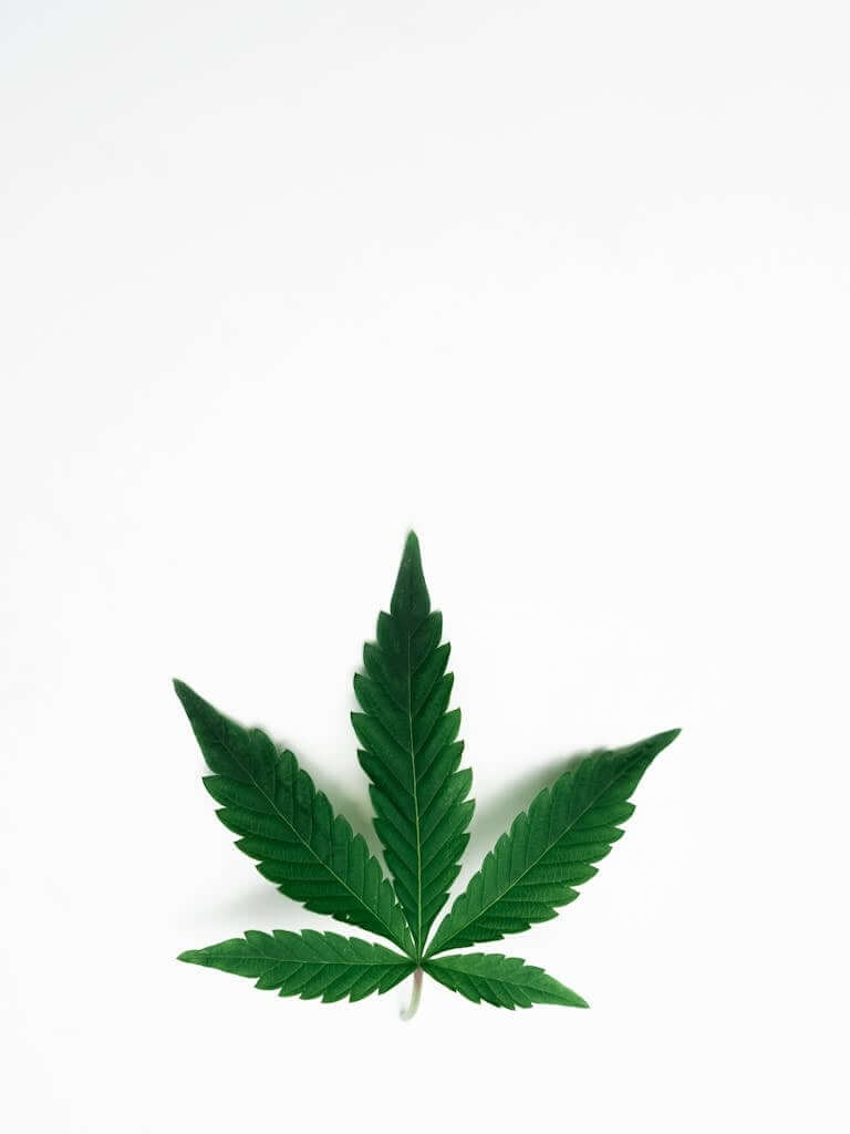 Minimalist cannabis leaf isolated on white background, symbolizing nature and wellness.