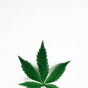 Minimalist cannabis leaf isolated on white background, symbolizing nature and wellness.